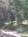 209 - Maligne Canyon, Medicine Lake, Maligne Lake - IMGA0076